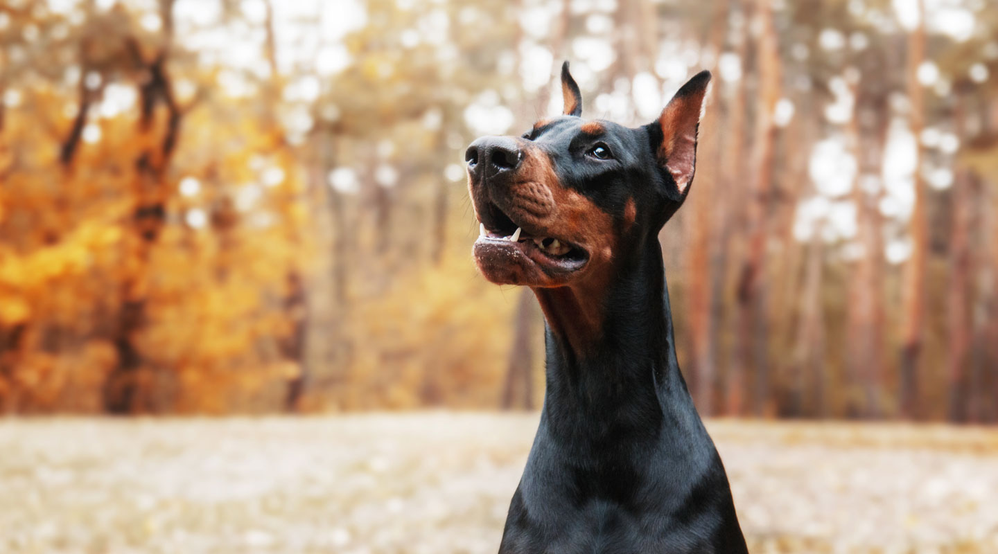 “The breed standard is cropped and docked – this is how the Doberman should look” – Herr Doberman