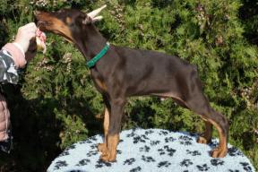cropped-and-docked-doberman-puppy